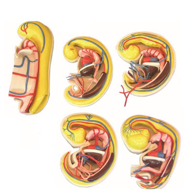 消化、呼吸、泌尿生殖、體腔的發(fā)生解剖示教模型 YJ/ZZ2017